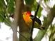 Band-tailed Manakin (Pipra fasciicauda)