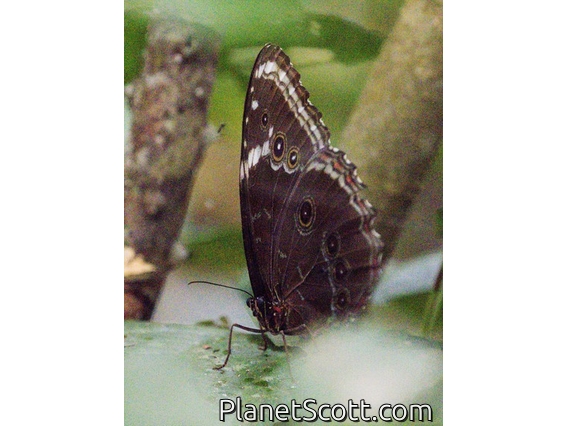 Common Morpho (Morpho helenor)