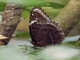 Common Morpho (Morpho helenor)