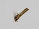 Pyralid Snout Moth (Pyralidae sp)