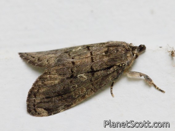 Erebid Moth (Erebidae sp)