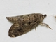 Erebid Moth (Erebidae sp)
