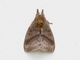 Lappet Moth (Lasiocampidae sp)