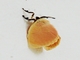 Jewel Caterpillar Moth (Dalcera abrasa)