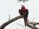 Red-and-green Macaw (Ara chloropterus)
