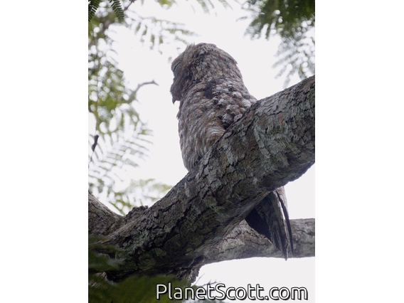 Great Potoo (Nyctibius grandis)