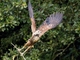 Black-collared Hawk (Busarellus nigricollis)