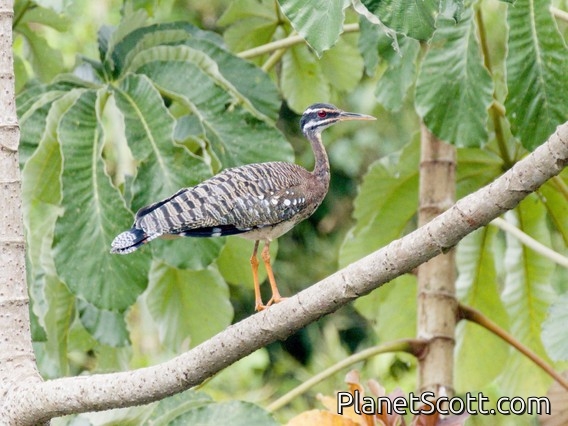 Sunbittern (Eurypyga helias)