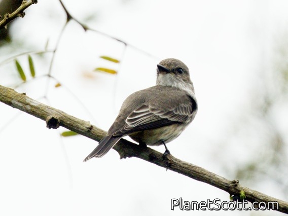 River Tyrannulet (Serpophaga hypoleuca)