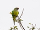 Peach-fronted Parakeet (Eupsittula aurea)