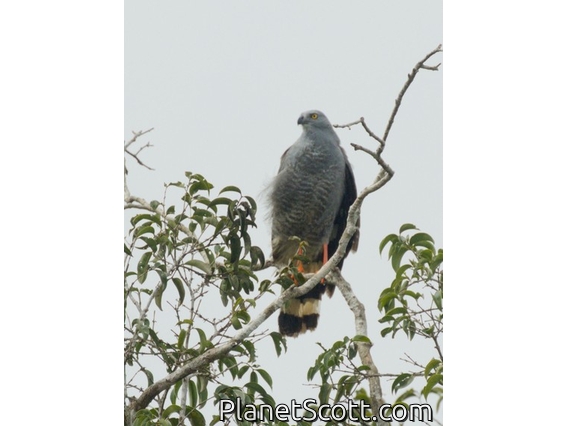 Crane Hawk (Geranospiza caerulescens)
