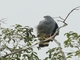 Crane Hawk (Geranospiza caerulescens)