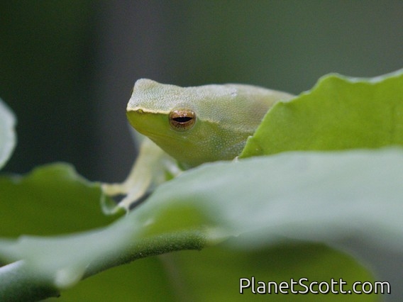 Greater Hatchet-faced Tree Frog (Sphaenorhynchus lacteus)