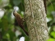 Buff-throated Woodcreeper (Xiphorhynchus guttatus)