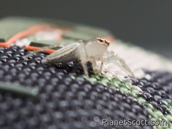 Jumping Spider (Colonus sp)