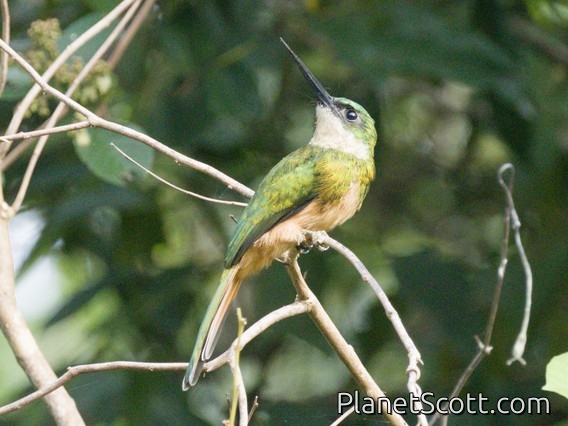 Rufous-tailed Jacamar (Galbula ruficauda)