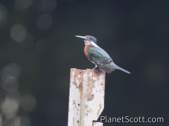 Amazon Kingfisher (Chloroceryle amazona)