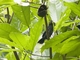 Mato Grosso Antbird (Cercomacra melanaria)