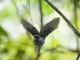 Amazonian Antshrike (Thamnophilus amazonicus)