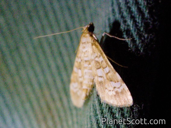 Pearl Moth (Samea sp)