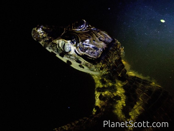Yacare Caiman (Caiman yacare)
