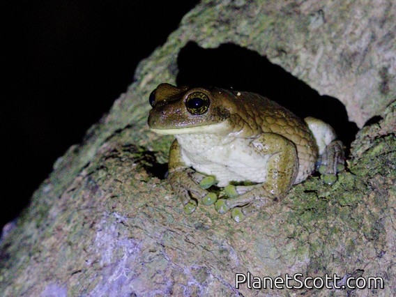 Veined Tree Frog (Trachycephalus typhonius)