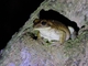 Veined Tree Frog (Trachycephalus typhonius)