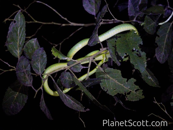 Parrot Snake (Leptophis bolivianus)