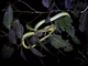 Parrot Snake (Leptophis bolivianus)