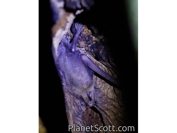 Bulldog Bat (Noctilio sp)