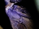 Bat (Phyllostomidae sp)
