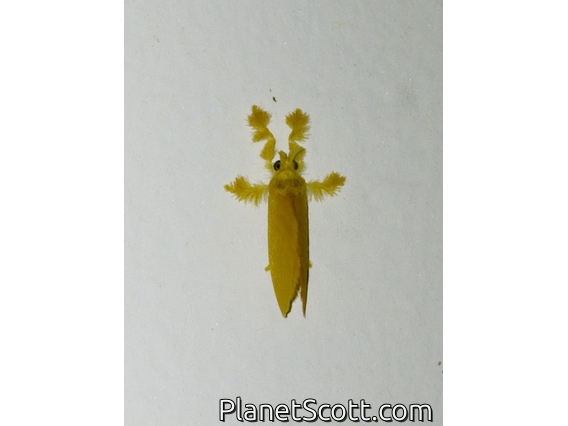 Jewel Caterpillar Moth (Acraga sp)