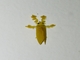 Jewel Caterpillar Moth (Acraga sp)