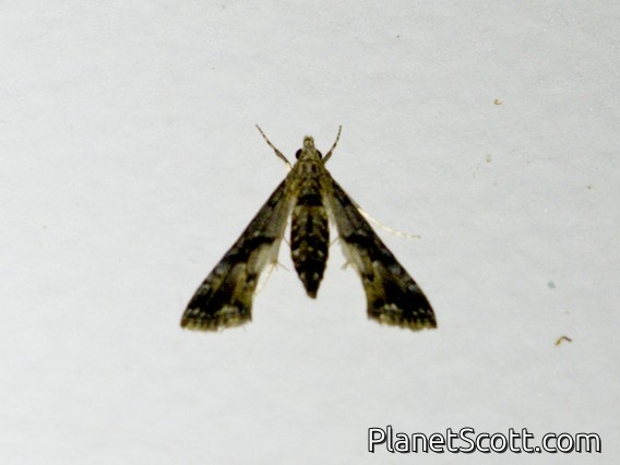 Crambid Snout Moth (Crambidae sp)
