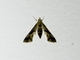 Crambid Snout Moth (Crambidae sp)