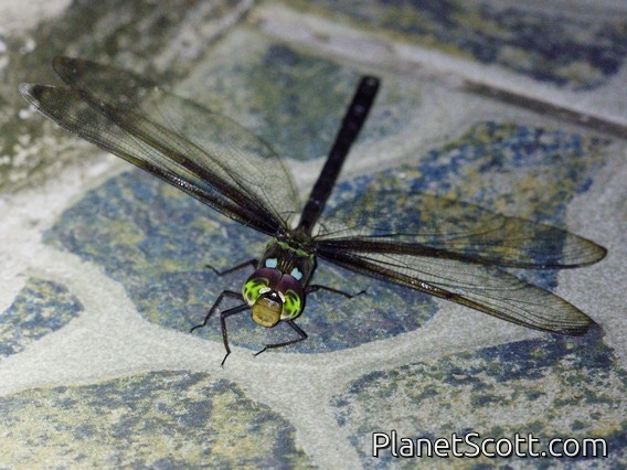 Skimmer (Neuraeschna sp)