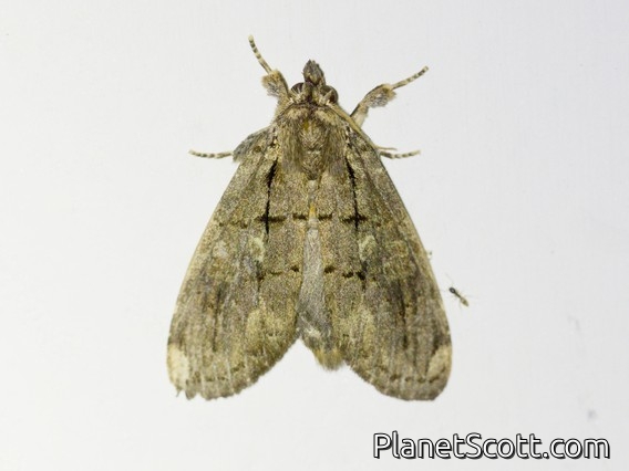 Prominent Moth (Lusura sp)