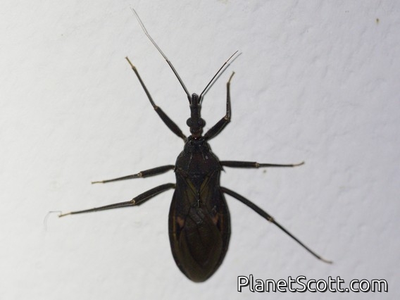 Assassin Bug (Reduviidae sp)