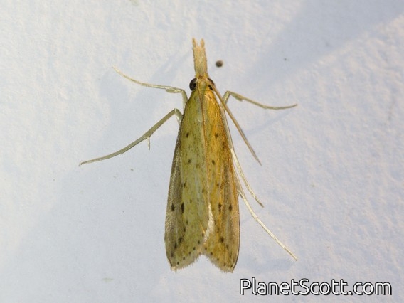 Crambid Snout Moth (Donacaula sp)
