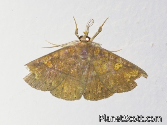 Erebid Moth (Erebidae sp)