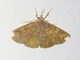 Erebid Moth (Erebidae sp)