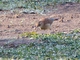 Pale-legged Hornero (Furnarius leucopus)