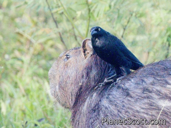Giant Cowbird (Molothrus oryzivorus)