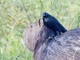 Giant Cowbird (Molothrus oryzivorus)