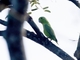 Cobalt-rumped Parrotlet (Forpus xanthopterygius)