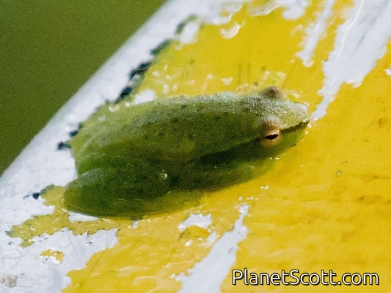 Greater Hatchet-faced Tree Frog (Sphaenorhynchus lacteus)