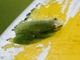 Greater Hatchet-faced Tree Frog (Sphaenorhynchus lacteus)