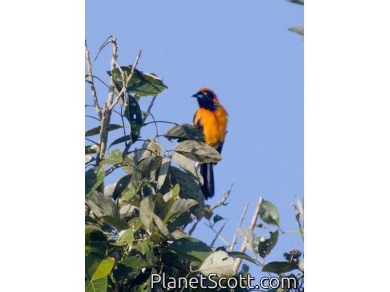 Orange-backed Troupial (Icterus croconotus)