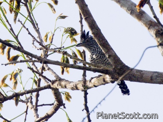 Barred Antshrike (Thamnophilus doliatus)