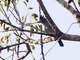Barred Antshrike (Thamnophilus doliatus)